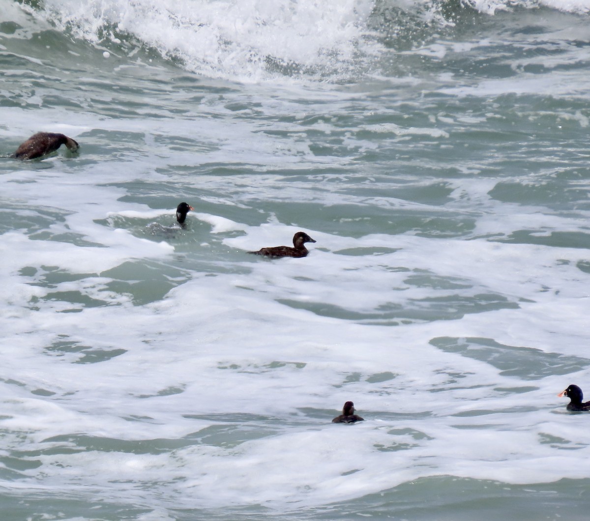 Surf Scoter - ML621770347