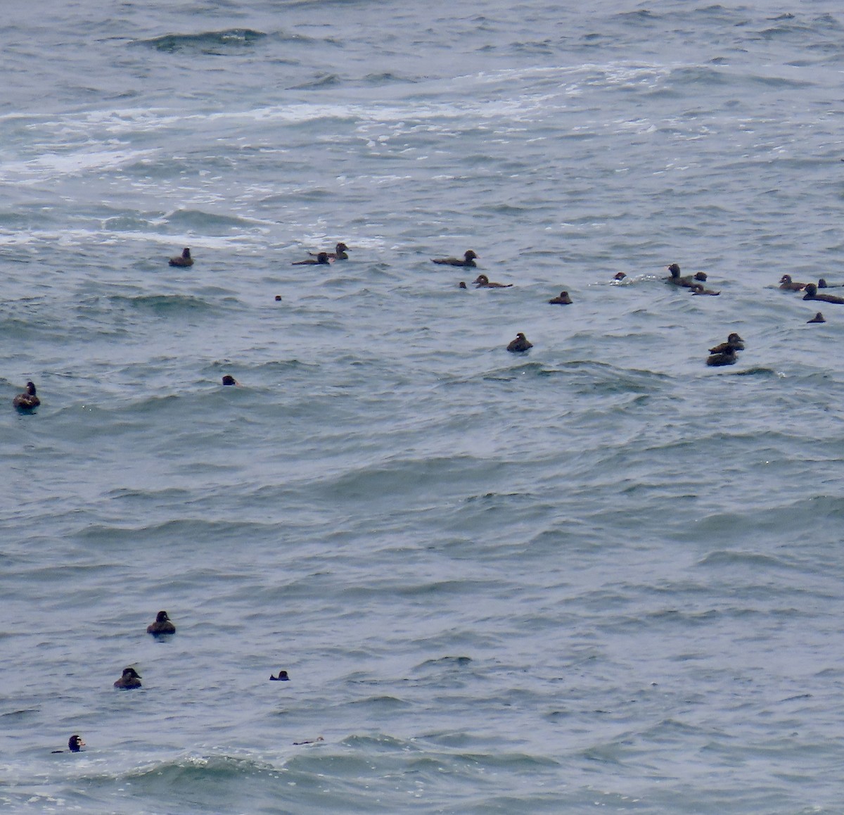 Surf Scoter - ML621770350