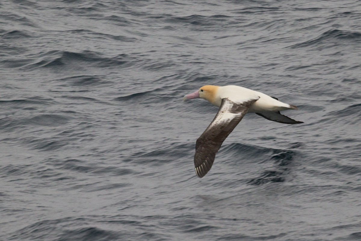 Short-tailed Albatross - ML621770352