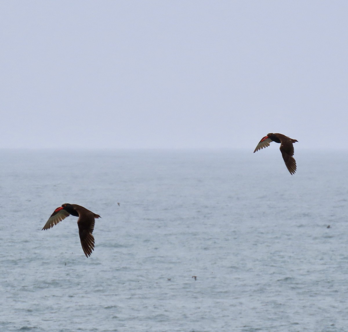 Black Oystercatcher - ML621770365