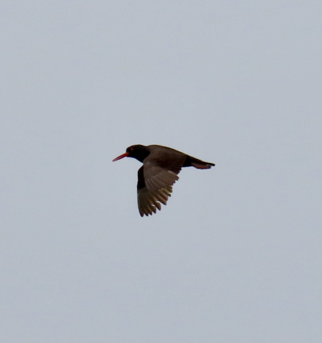 Black Oystercatcher - ML621770366