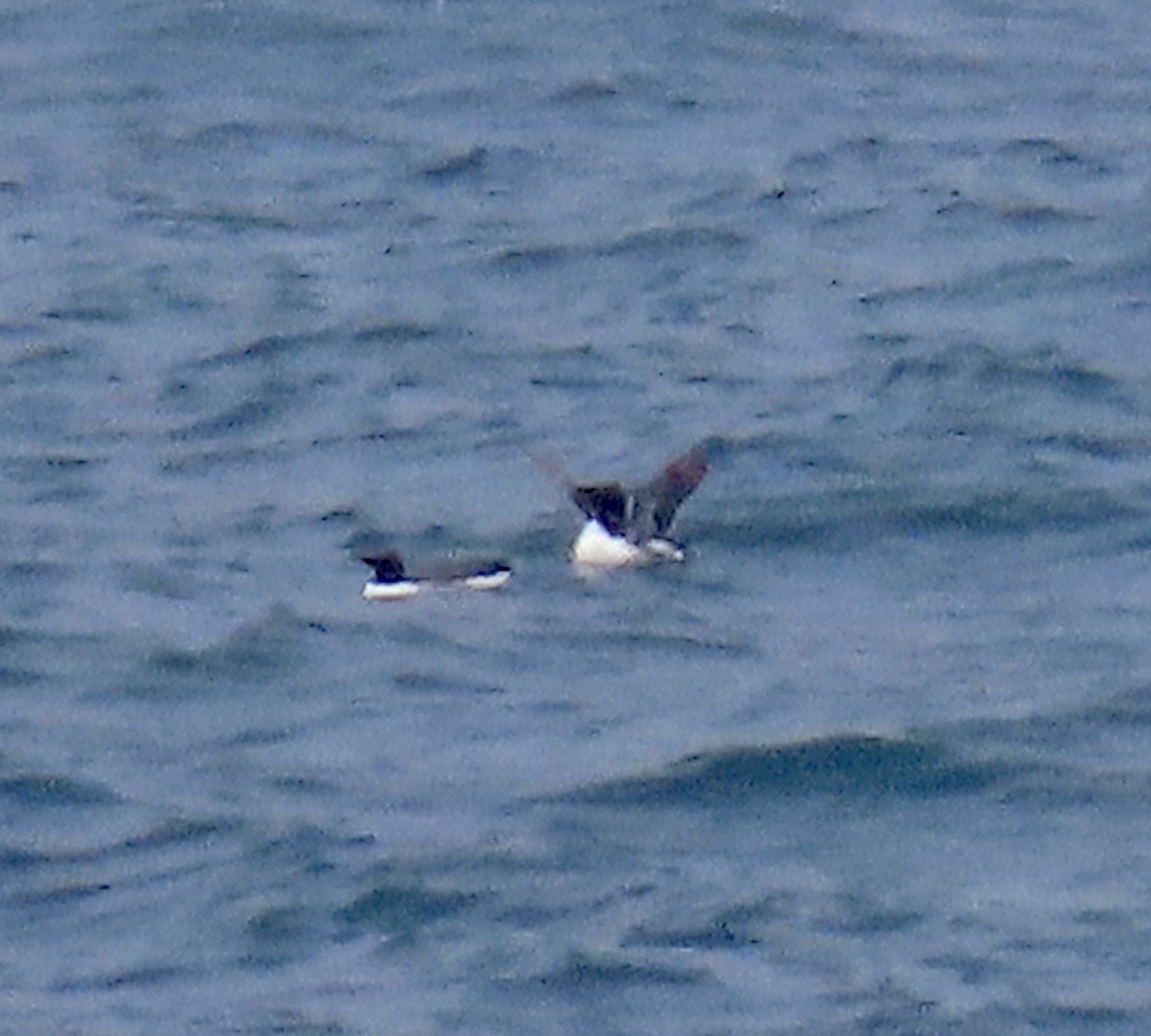 Common Murre - ML621770370