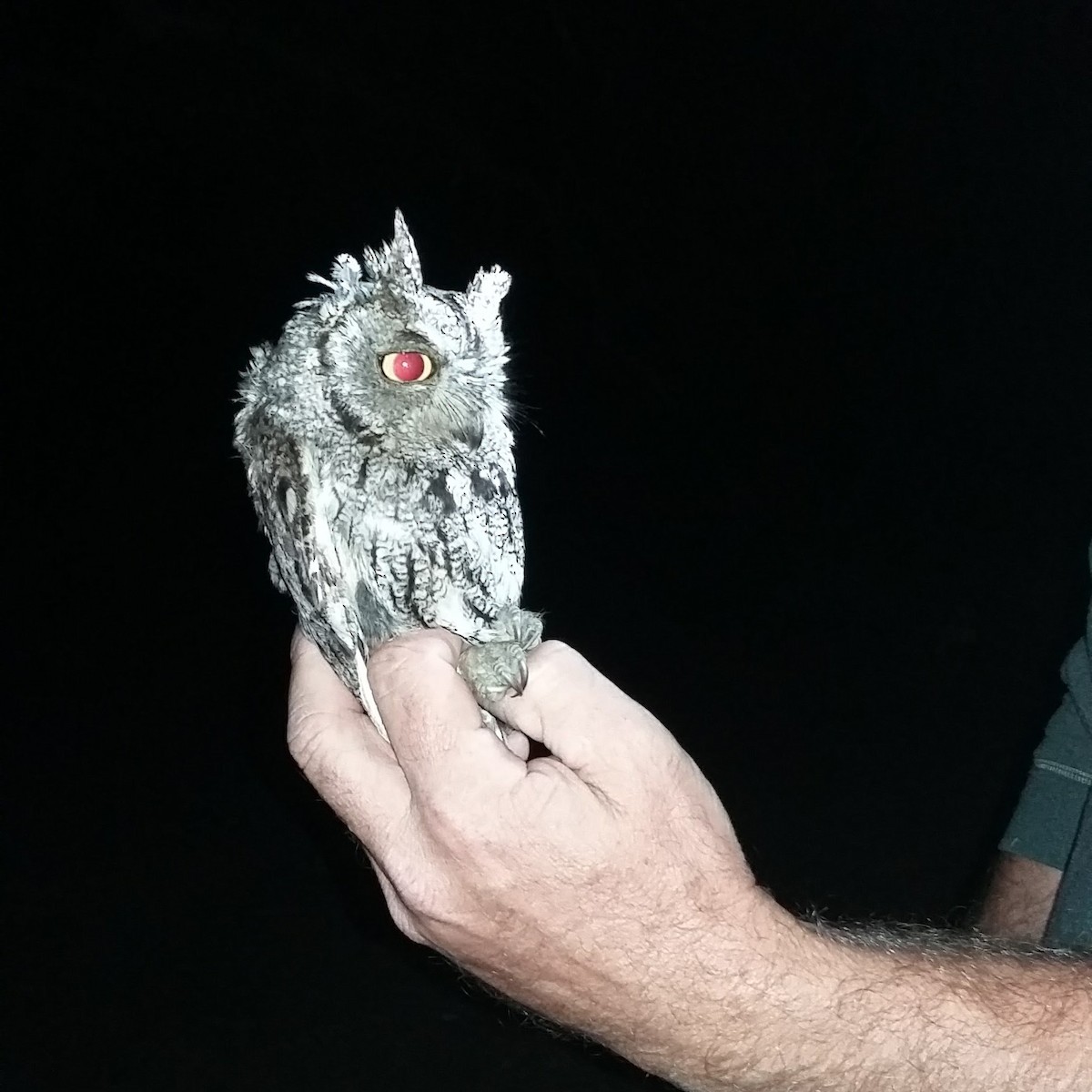 Western Screech-Owl - ML621770452