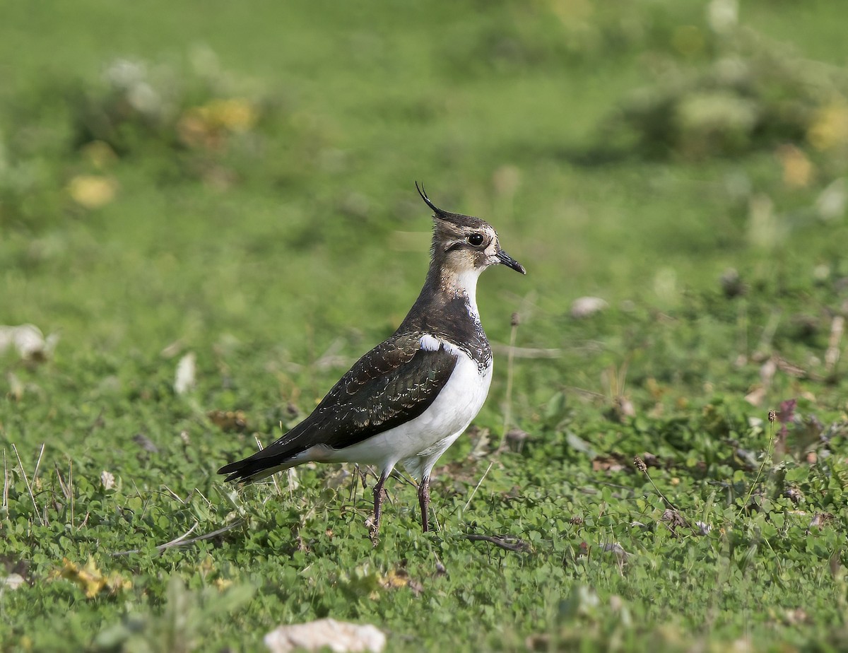 Northern Lapwing - ML621770456