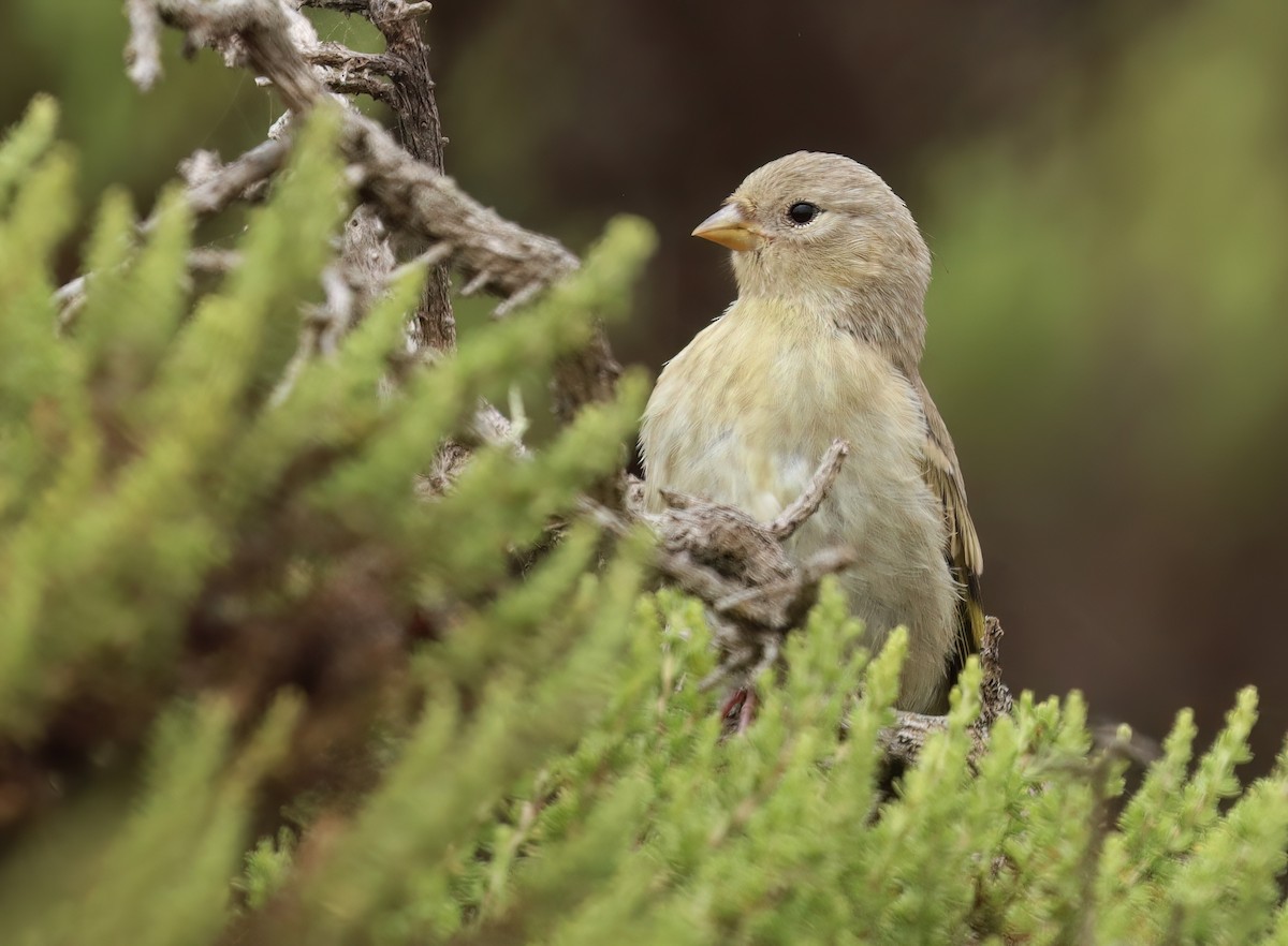 Lawrence's Goldfinch - ML621770488