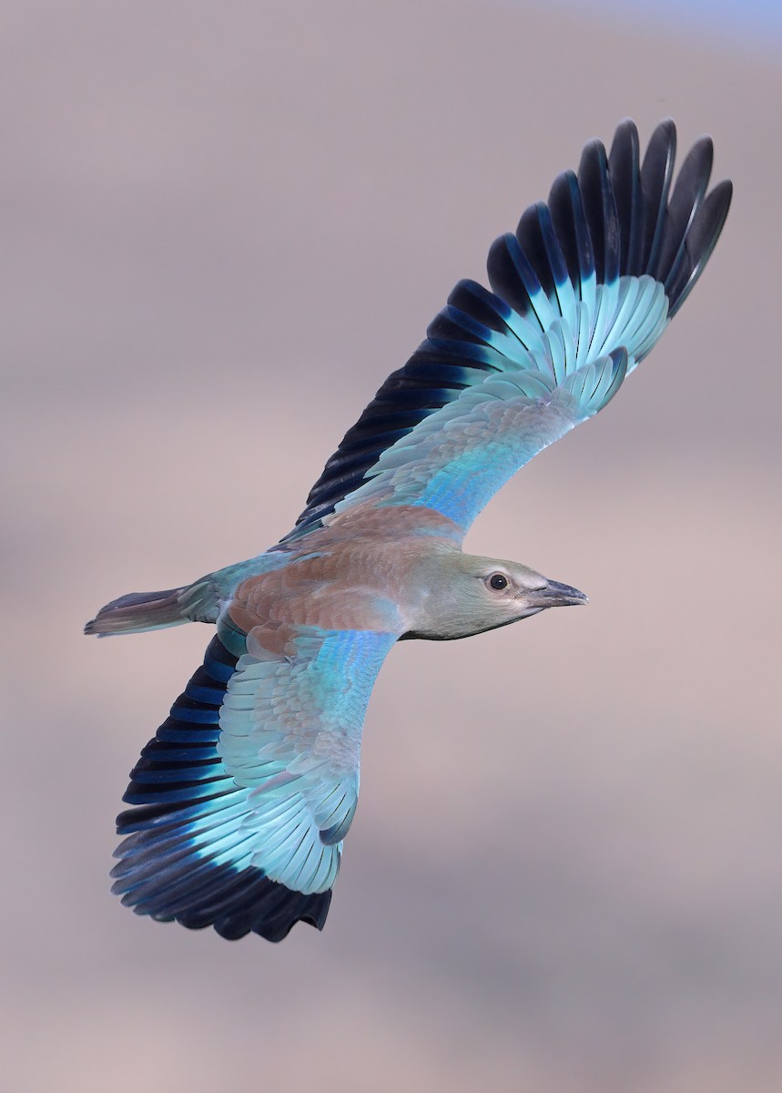 European Roller - ML621770505