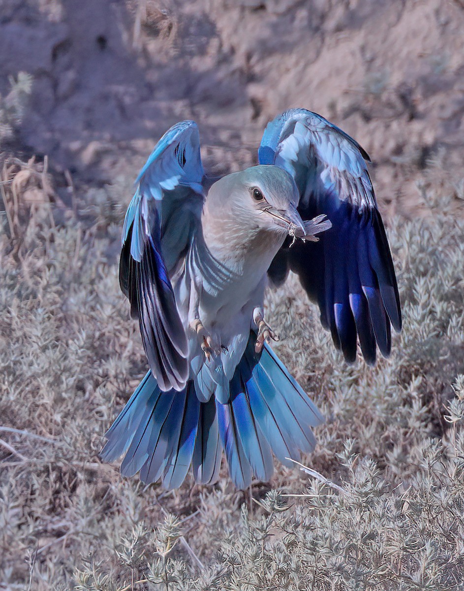 European Roller - sheau torng lim