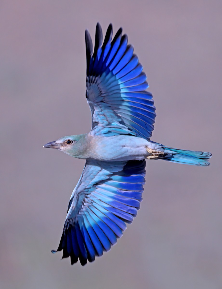 European Roller - ML621770507