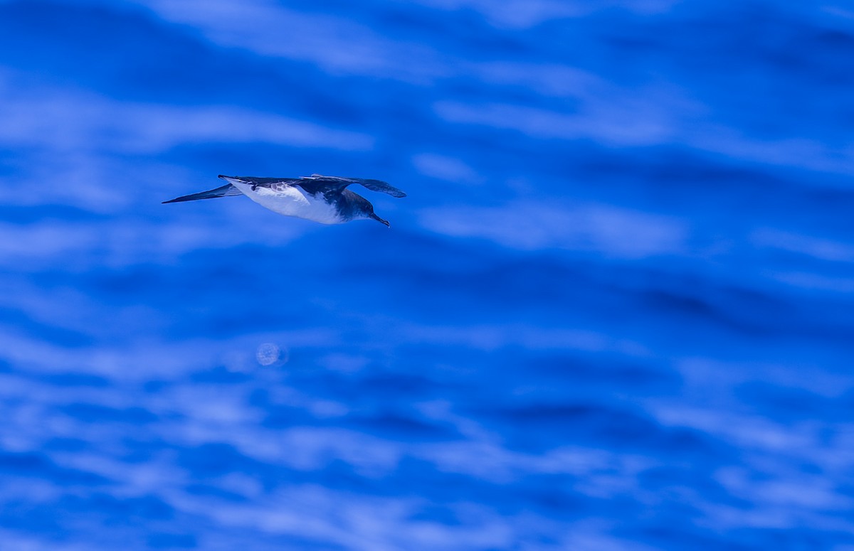 Hutton's Shearwater - ML621770536