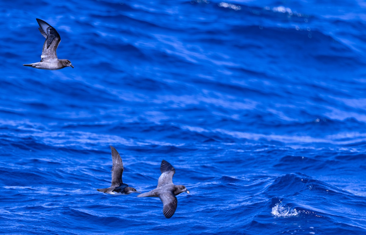 Hutton's Shearwater - Geoff Dennis