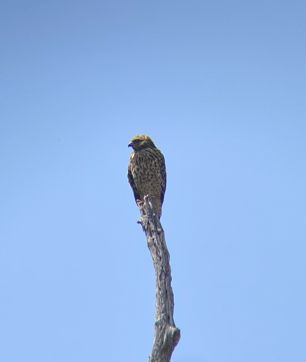 Red-shouldered Hawk (elegans) - ML621770603