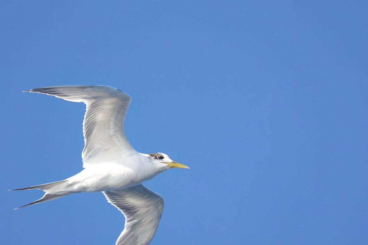 Great Crested Tern - ML621770618