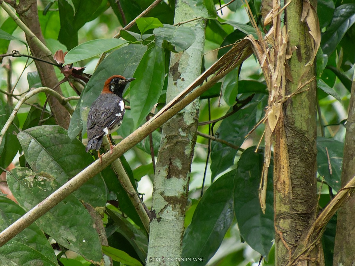 Chestnut-capped Thrush - Kittakorn Inpang