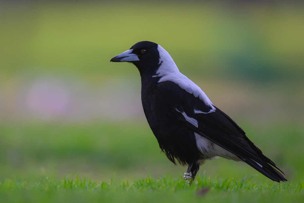 Australian Magpie (White-backed) - ML621770708