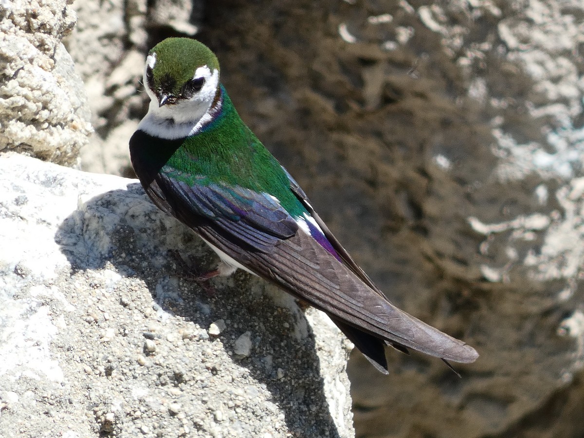 Violet-green Swallow - ML621770751