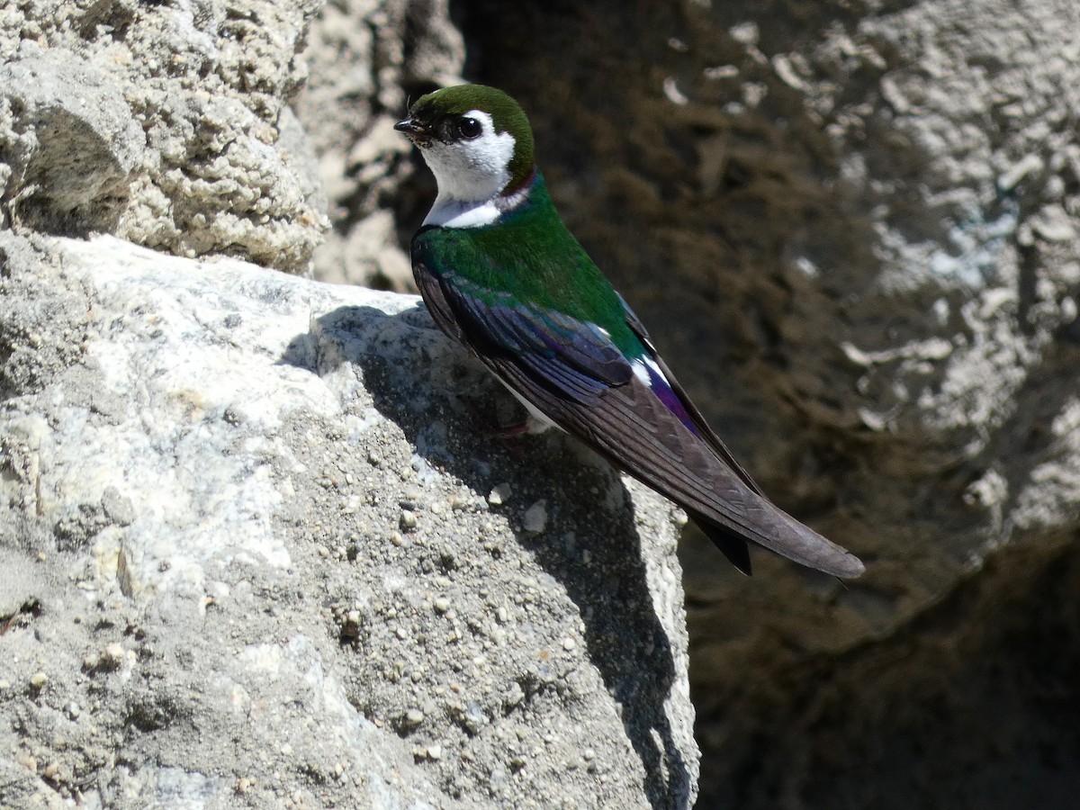 Violet-green Swallow - ML621770752