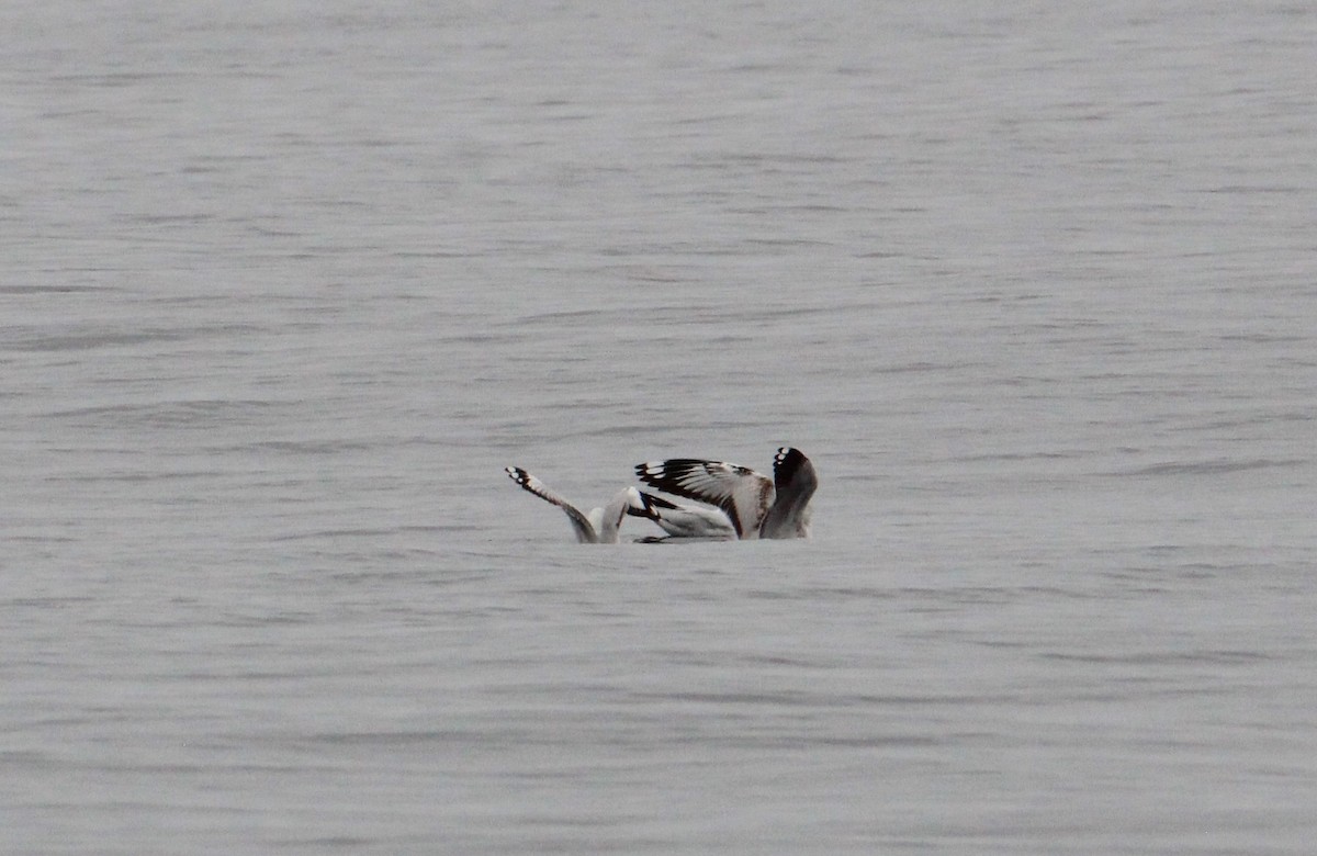 Andean Gull - ML621770832