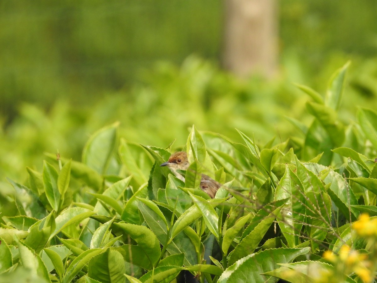 Chubb's Cisticola - Ankit Vikrant