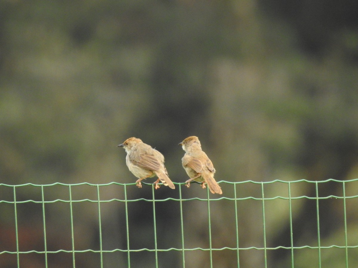 Chubb's Cisticola - ML621770835