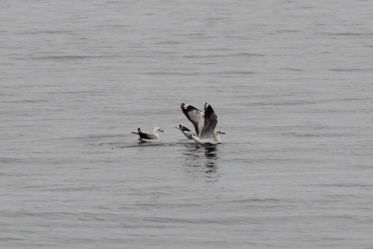 Andean Gull - ML621770836