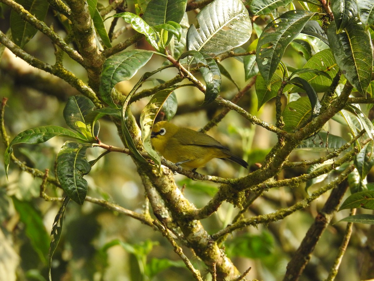 Grünbrillenvogel - ML621770838