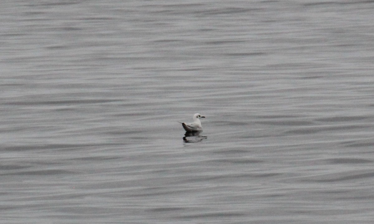 Andean Gull - ML621770840
