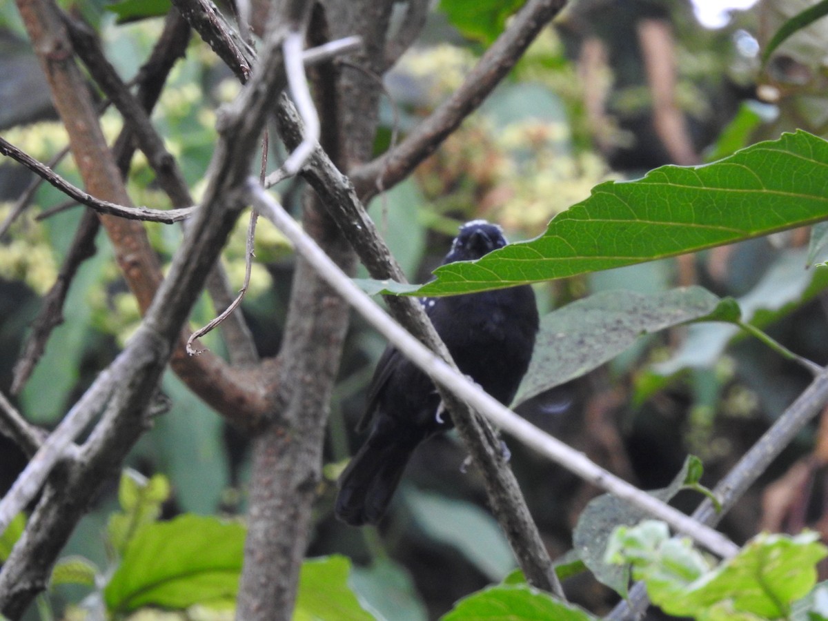 Gray-headed Nigrita - ML621770848