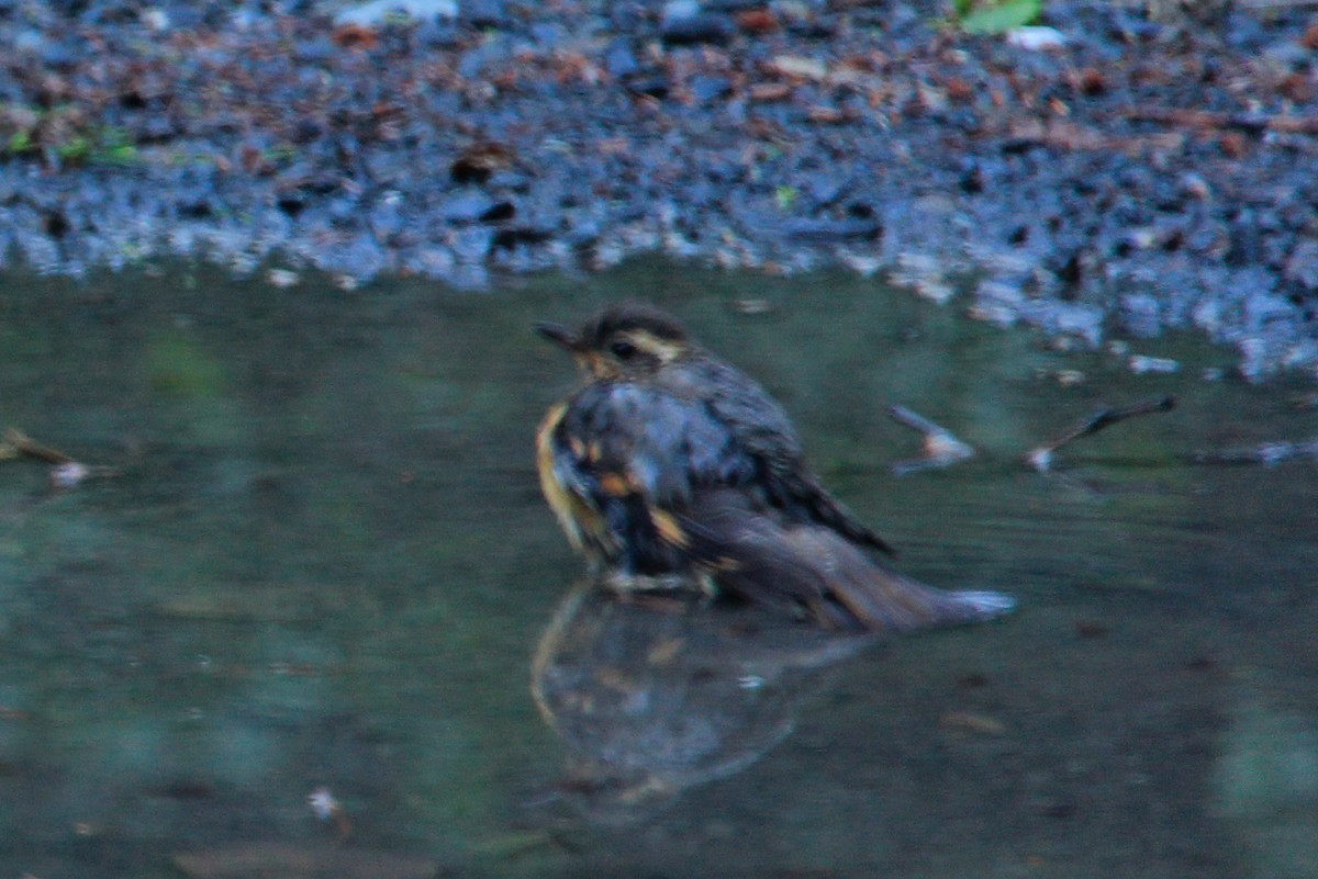 Varied Thrush - ML621770857