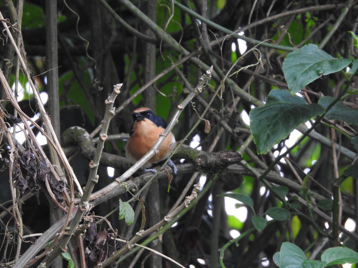 Lühder's Bushshrike - ML621770864