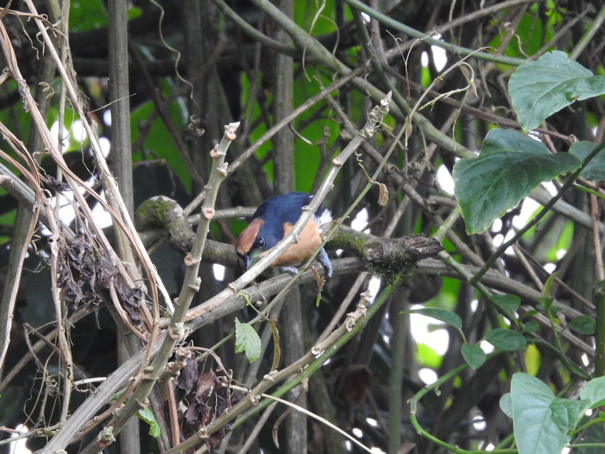 Lühder's Bushshrike - ML621770865