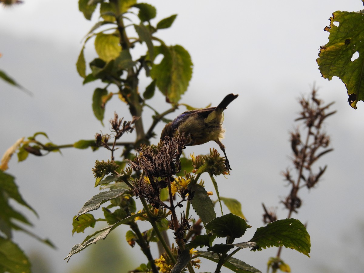 Variable Sunbird - ML621770876