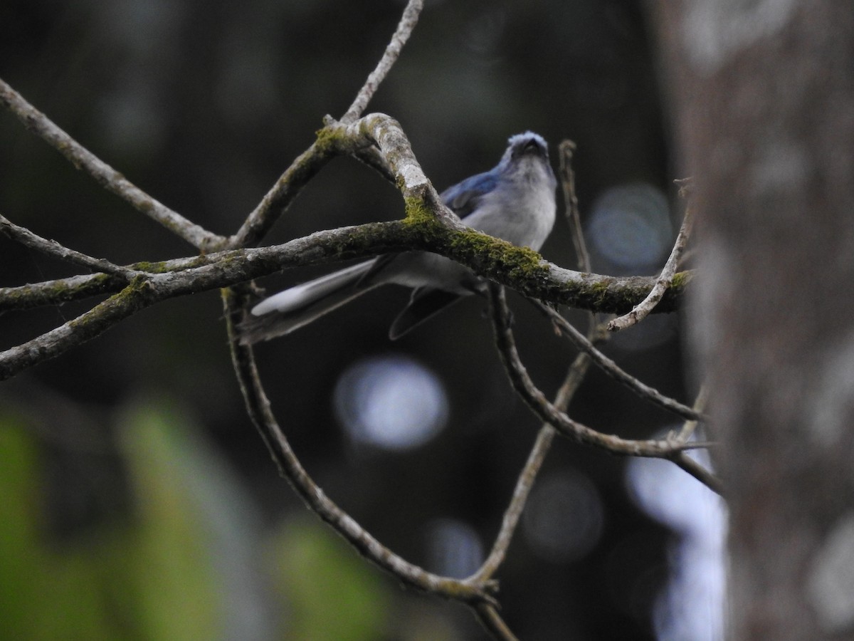 White-tailed Blue Flycatcher - ML621770888