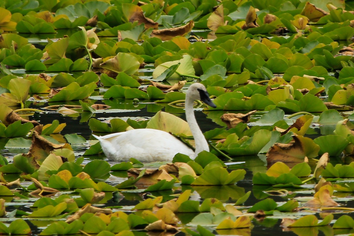 Trumpeter Swan - ML621770891