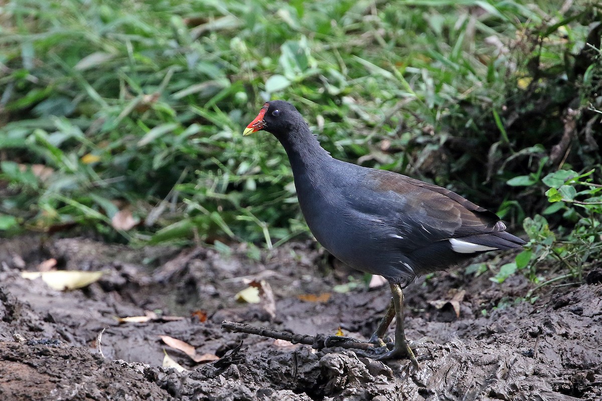 Common Gallinule - ML621770898