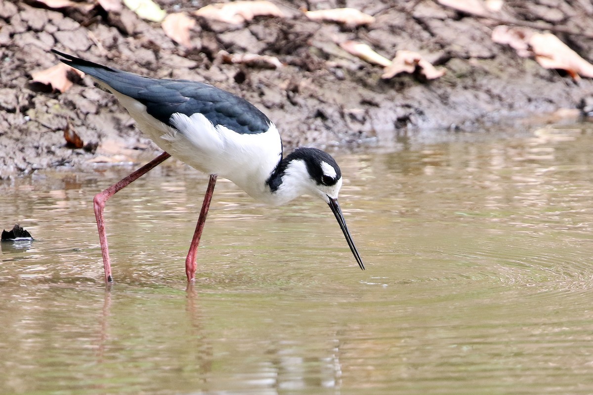 Black-necked Stilt - ML621770899