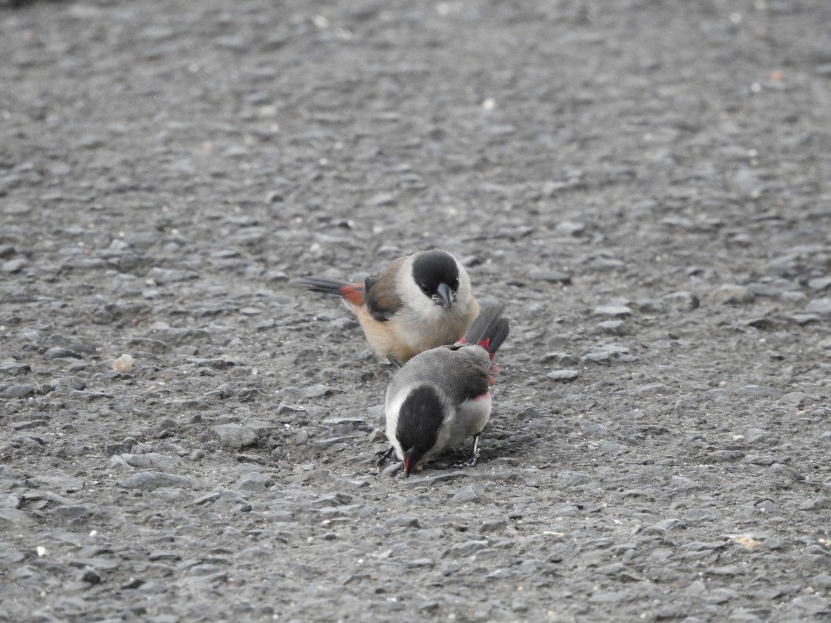 Black-crowned Waxbill - Ankit Vikrant