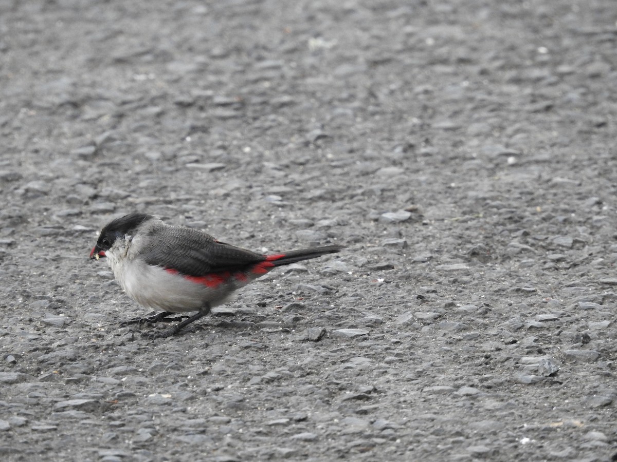 Black-crowned Waxbill - ML621770902