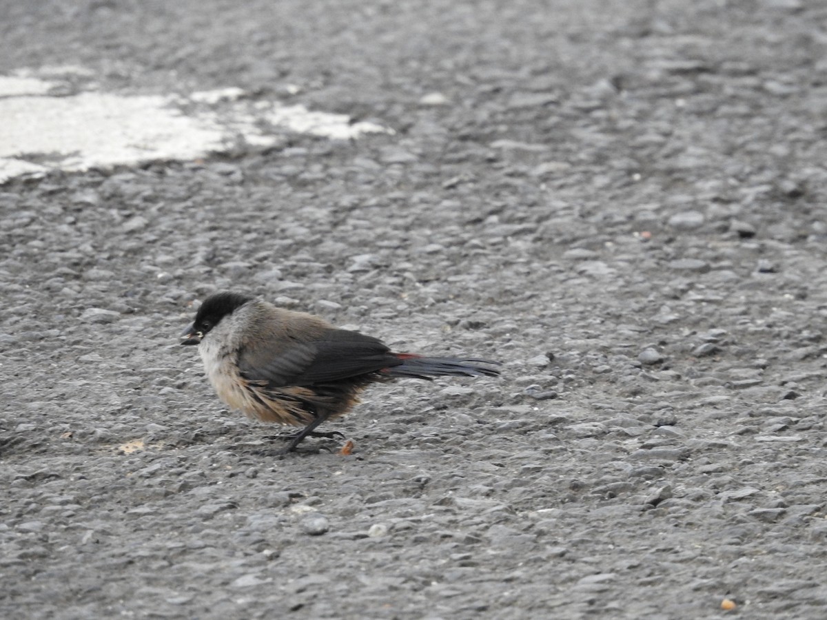 Black-crowned Waxbill - ML621770903