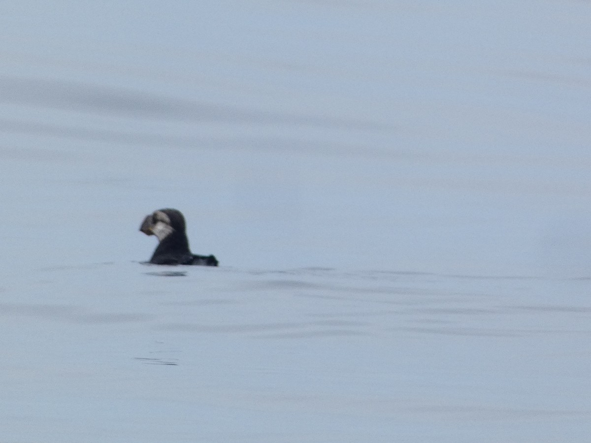 Horned Puffin - ML621770912