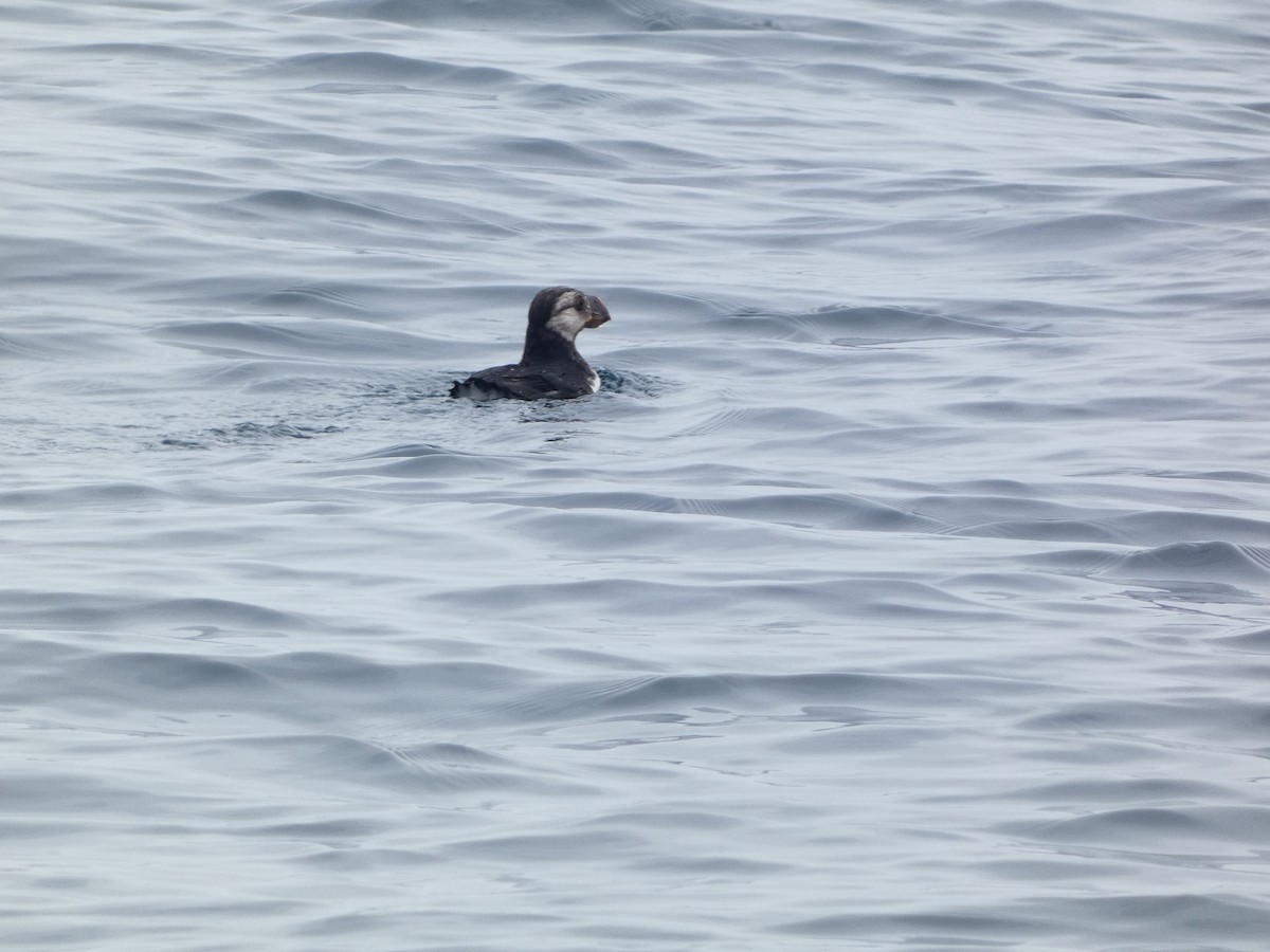 Horned Puffin - ML621770914