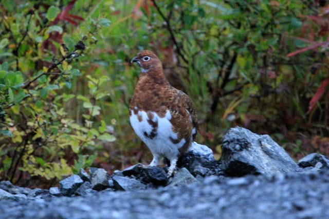 Willow Ptarmigan (Willow) - ML621770931