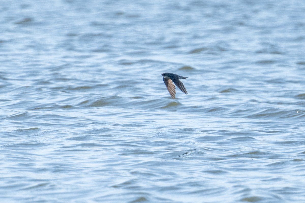 Tree Swallow - ML621770999