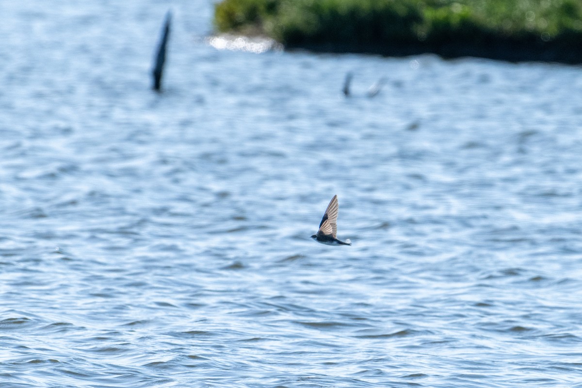 Tree Swallow - ML621771000