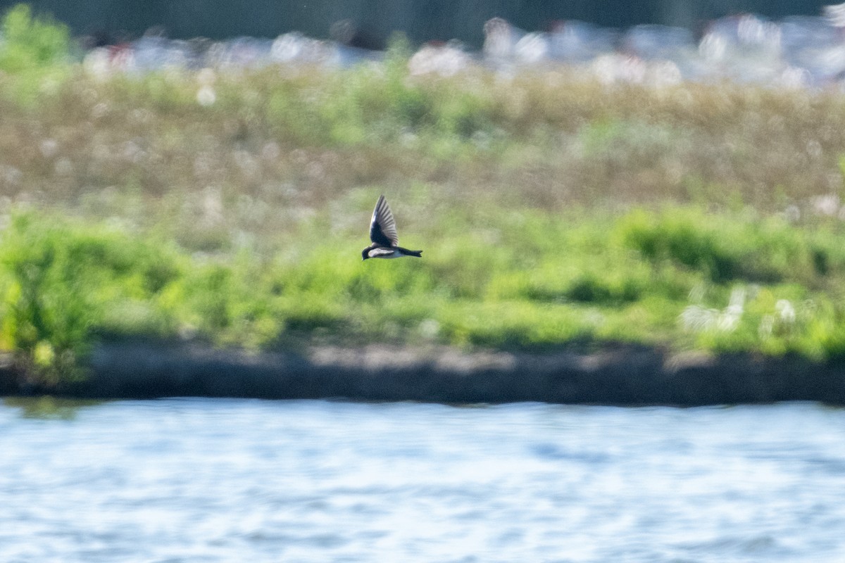 Tree Swallow - ML621771001