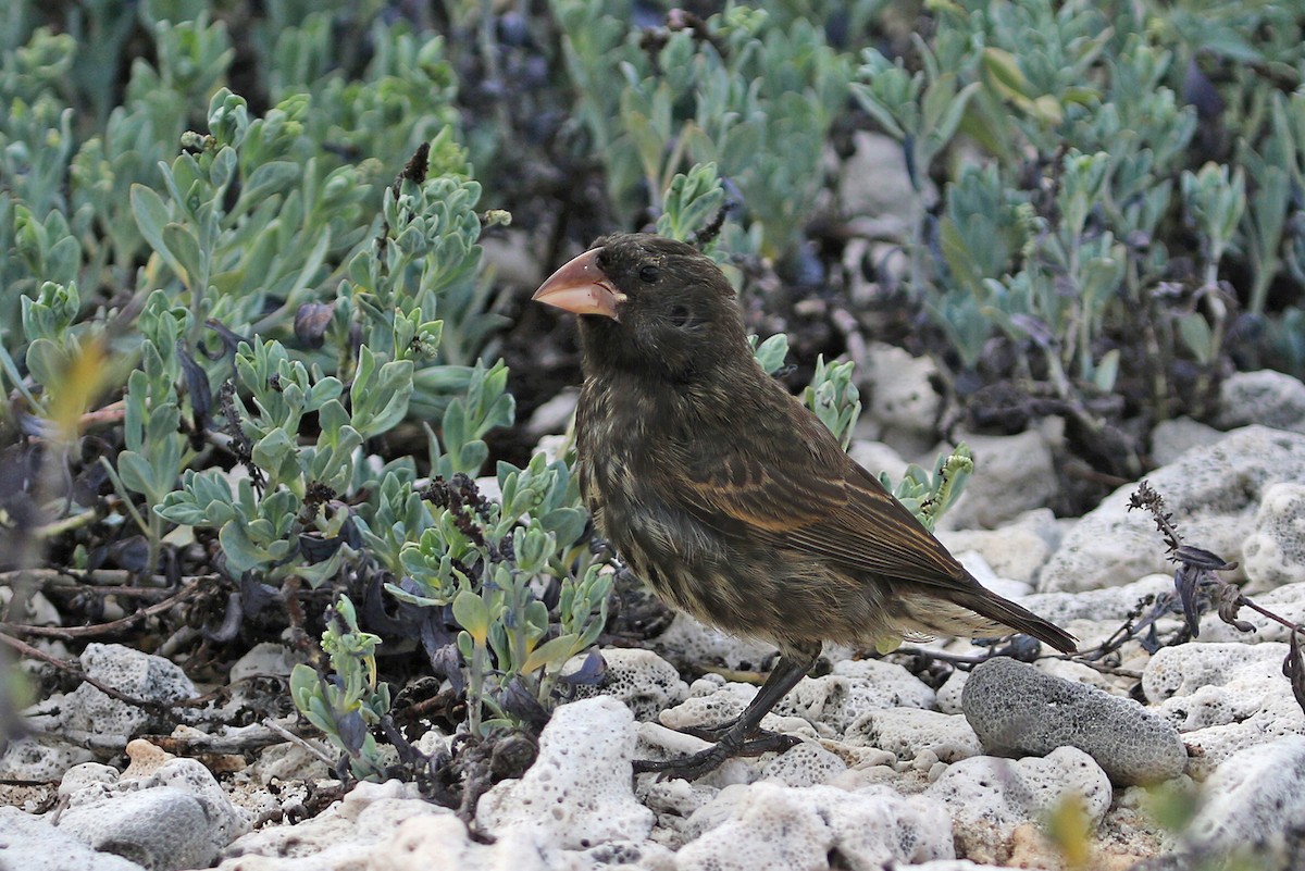 Large Ground-Finch - Roksana and Terry