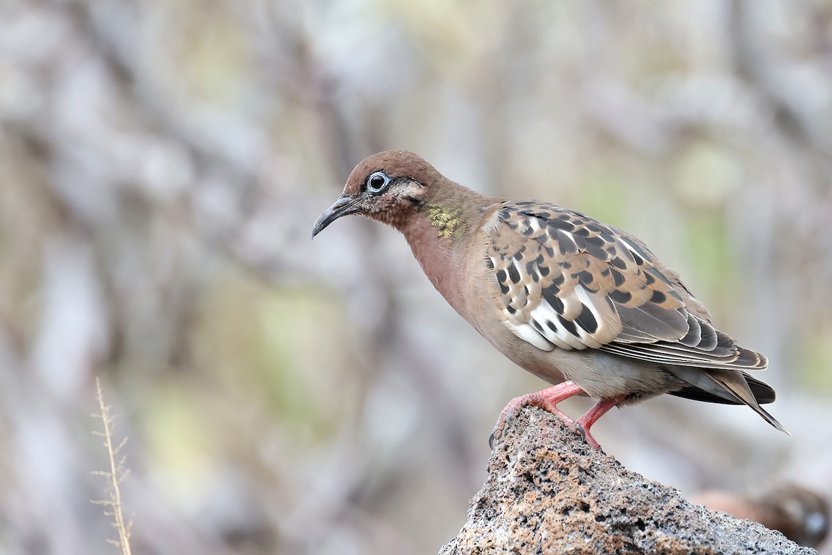 Galapagos Dove - ML621771015