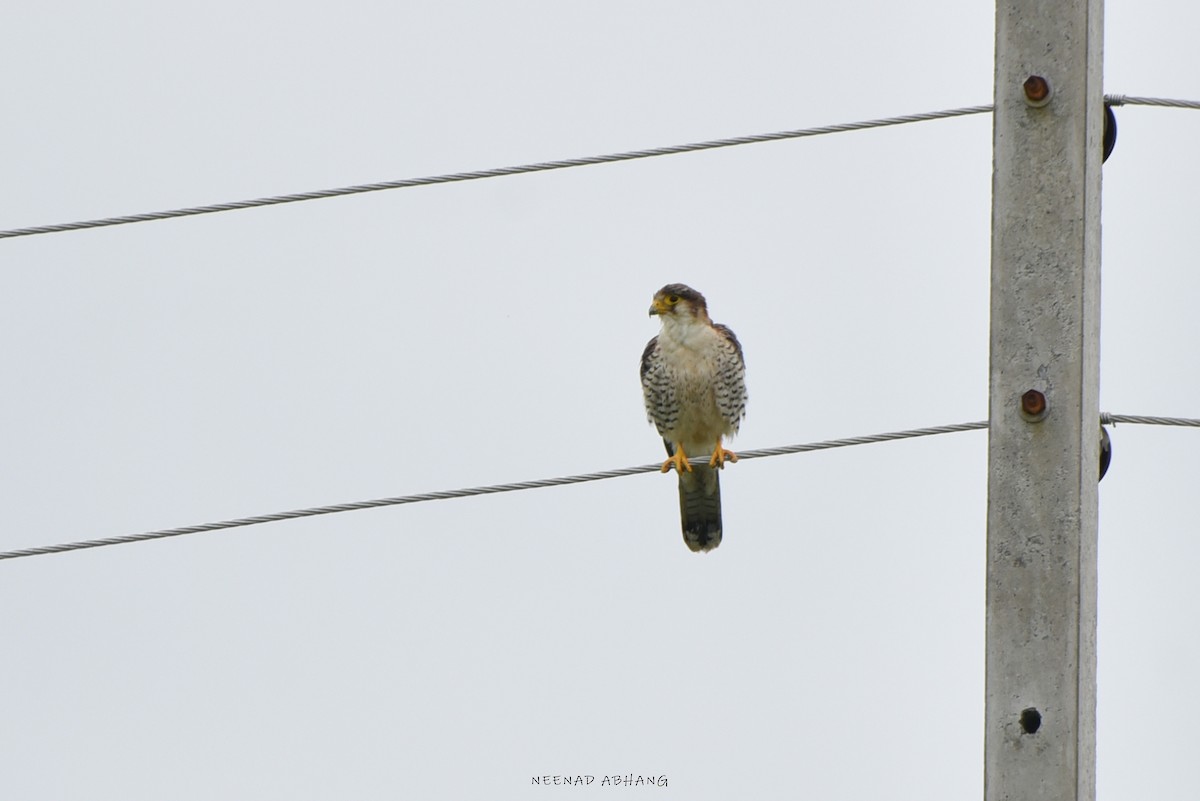 Red-necked Falcon - ML621771133