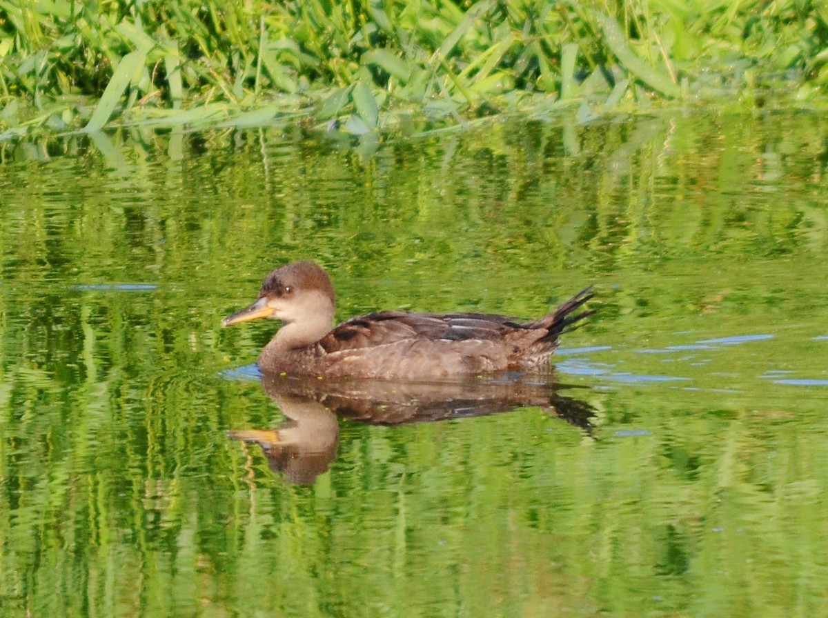 Hooded Merganser - ML621771146