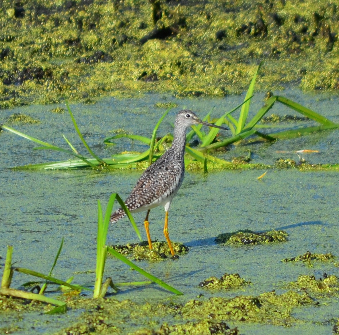 Greater Yellowlegs - ML621771154