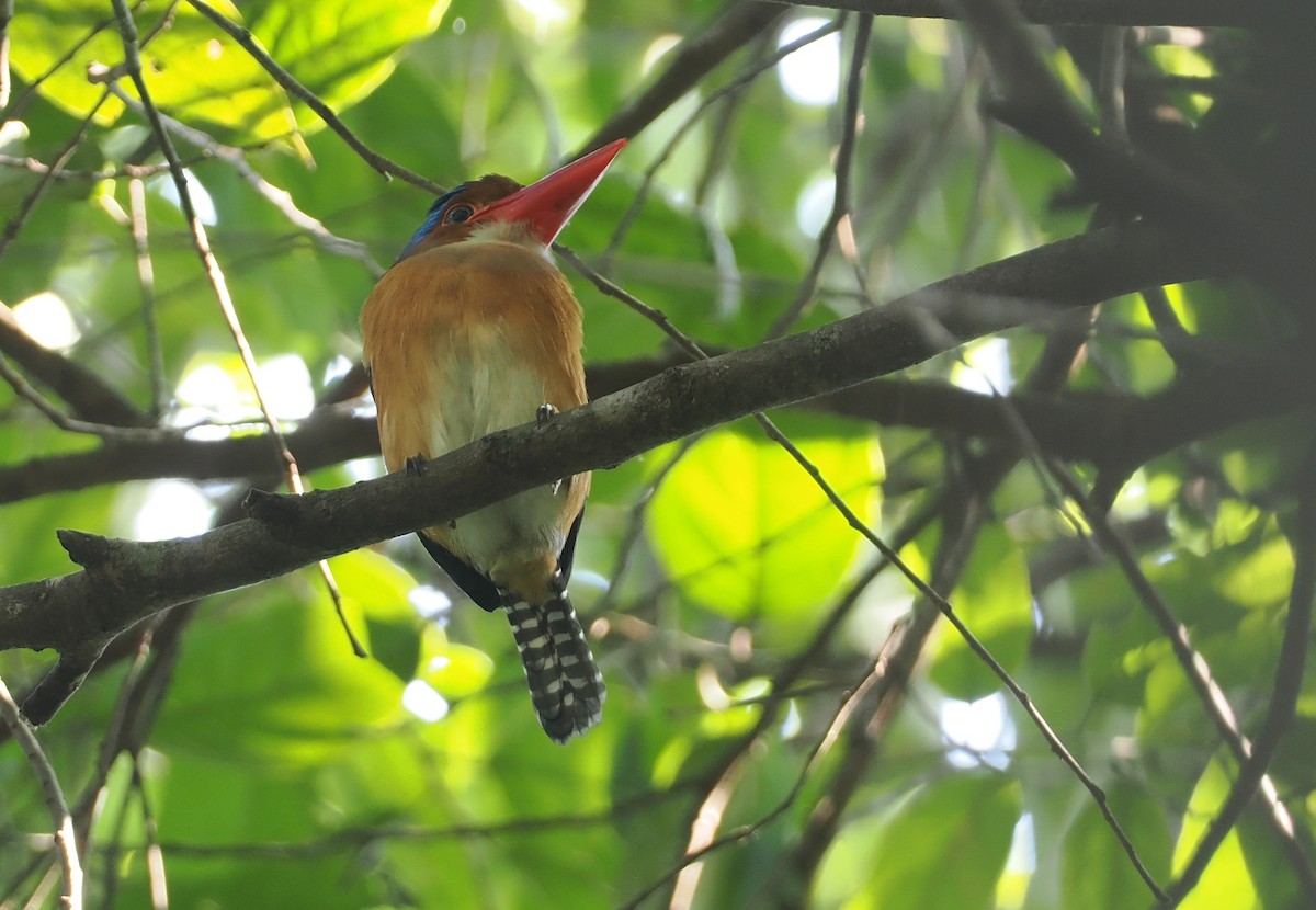 Banded Kingfisher (Banded) - ML621771211